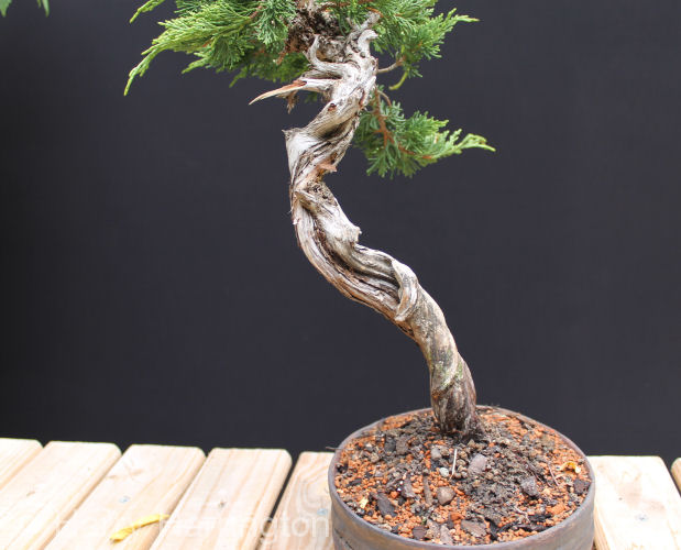 Juniper sabina literati bonsai